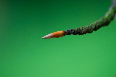 Fagus sylvatica 'Zlatia' - buk lesní - pupen
